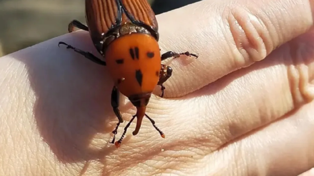 Trampa de monitoreo instalada en un tronco para capturar insectos plaga.