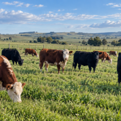 Vista de un rodeo de ganado bovino en un campo de producción ganadera.