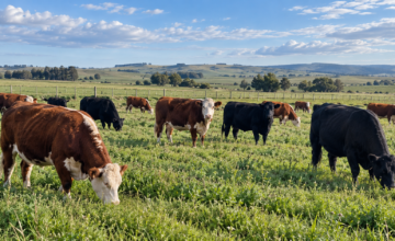 Vista de un rodeo de ganado bovino en un campo de producción ganadera.