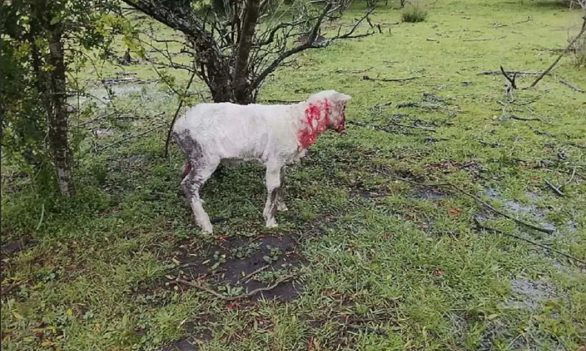Ovinos lesionados en un predio rural de Villa Constitución tras un ataque.