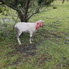 Ovinos lesionados en un predio rural de Villa Constitución tras un ataque.