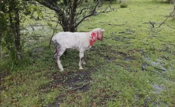 Ovinos lesionados en un predio rural de Villa Constitución tras un ataque.