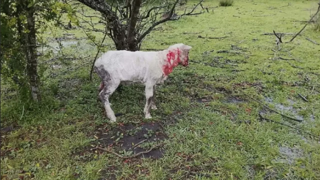 Ovinos lesionados en un predio rural de Villa Constitución tras un ataque.