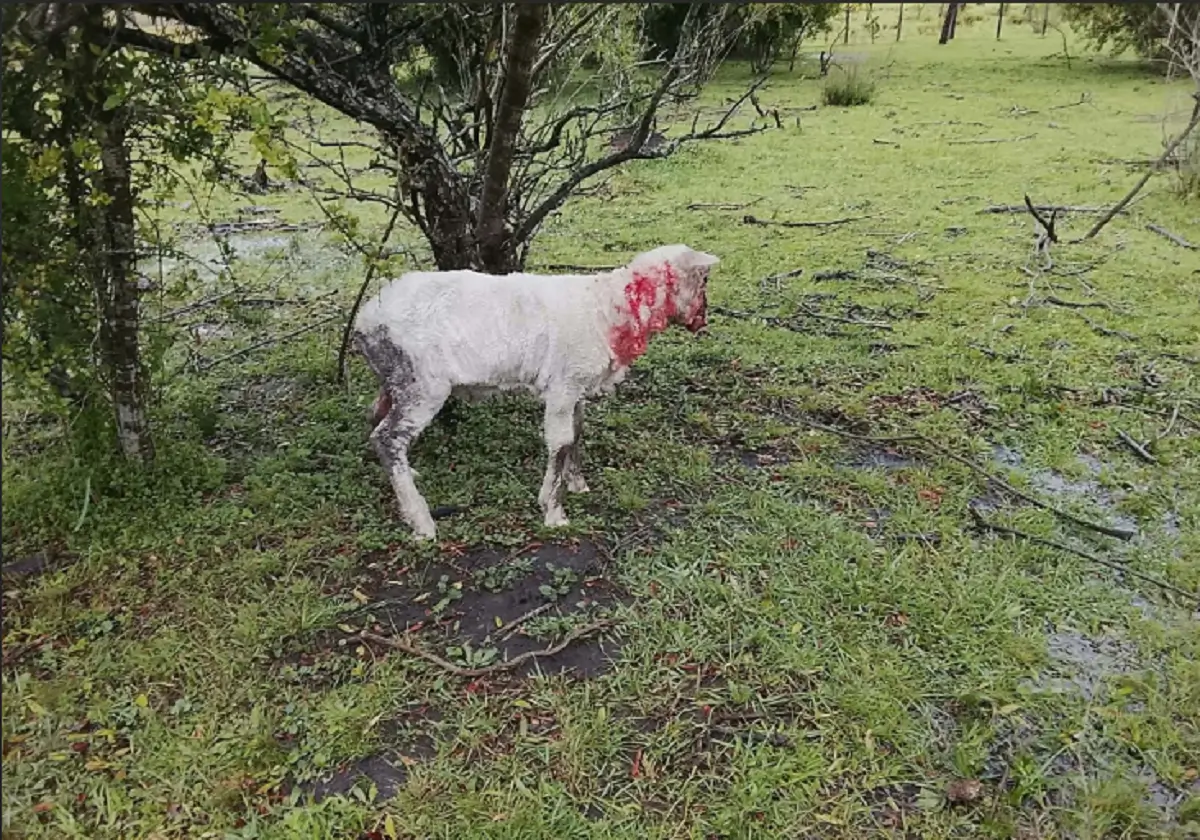 Ovinos lesionados en un predio rural de Villa Constitución tras un ataque.